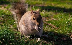 gray_squirrel_eating