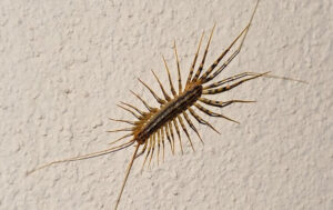 house_centipede_crawling_on_bathroom