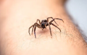 house_spider_crawling