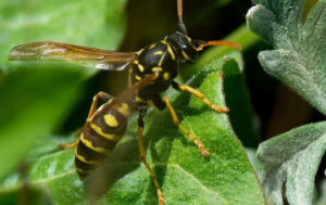 paper_wasp_on_a_plant