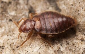 sprk_pest_solutions_pest_library_bed_bug