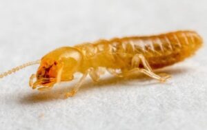 sprk_pest_solutions_pest_library_termite