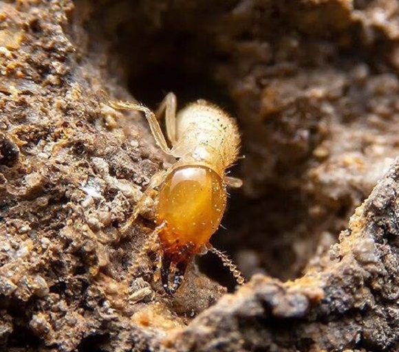 Termite Inspection and Control