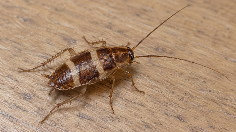 Brown-Banded Cockroach identification photo